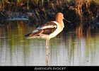 029 - 282 American Avocet