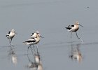 101American Avocet