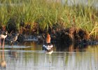 American Avocet (1)