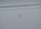 American Avocet (11)