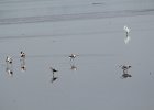 American Avocet (13)