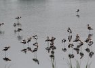 American Avocet (17)