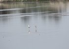 American Avocet (19)