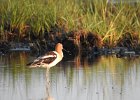 American Avocet (20)
