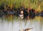 American Avocet (21)