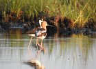 American Avocet (22)