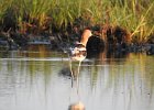 American Avocet (23)