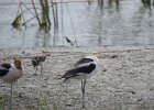 American Avocet (24)