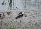 American Avocet (25)