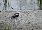 American Avocet (26)