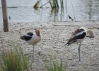 American Avocet (27)