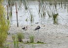 American Avocet (28)