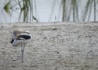 American Avocet (29)