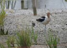 American Avocet (30)