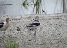American Avocet (31)