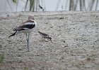 American Avocet (32)