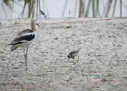 American Avocet (33)