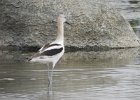 American Avocet (34)