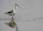 American Avocet (35)