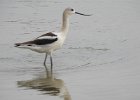 American Avocet (36)