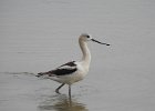 American Avocet (37)