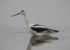 American Avocet (38)