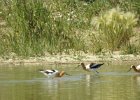 American Avocet (39)