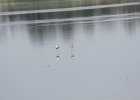 American Avocet (4)