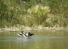 American Avocet (40)