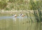 American Avocet (42)