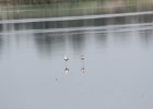 American Avocet (5)