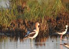 American Avocet (6)
