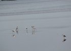American Avocet (7)