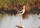 American Avocet (8)