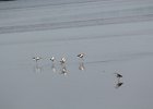 American Avocet (9)