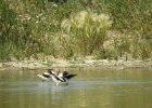 American Avocet1 (5)