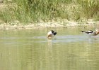 American Avocet1 (6)