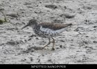 031 - 286 Spotted Sandpiper