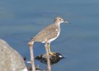 101Spotted Sandpiper