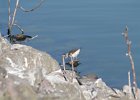 Spotted Sandpiper (1)