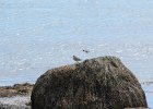 Spotted Sandpiper (10)