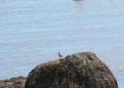 Spotted Sandpiper (11)