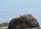 Spotted Sandpiper (12)