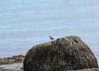 Spotted Sandpiper (13)
