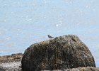 Spotted Sandpiper (14)