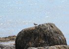 Spotted Sandpiper (15)