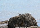 Spotted Sandpiper (16)