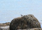Spotted Sandpiper (17)