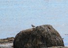 Spotted Sandpiper (18)