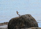 Spotted Sandpiper (19)
